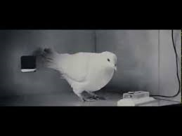 [Part 1 of a video about Skinner's experiments with Pigeons](https://www.youtube.com/watch?v=QKSvu3mj-14).